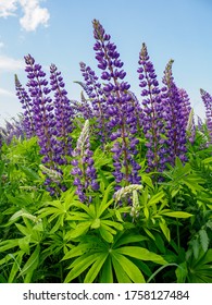 Field Of Violet Lupin Flowers