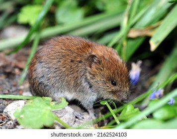 field vole (also known as short-tailed vole) ventures into open to feed
