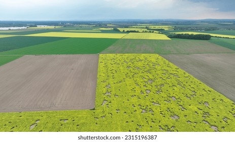 Field vole common Microtus arvalis oilseed disaster extremely attacked rape Brassica napus drone aerial plant infested short-tailed pest rodent grey-brown overpopulation yield damage Europe - Shutterstock ID 2315196387