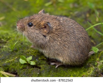 Field Vole (Microtus Agrestis)  Sitting