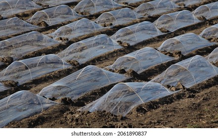 Field of watermelon and melon seedlings, plants under small protective plastic greenhouses and stripes, agriculture in spring