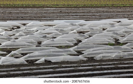 Field of watermelon and melon seedlings, plants under small protective plastic greenhouses and stripes, agriculture in spring