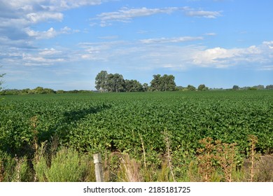 Field In Western Uruguay With Soybean Crops And A Eucalyptus Forest In The Background.