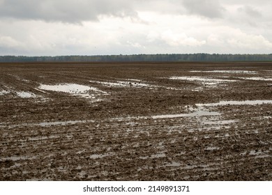 Field wet from the rain. Puddles in a sown field, damage, catastrophe from heavy rainfall. Wet agricultural field with puddles of water due to rain. Waterlogged field as a result of heavy rainfall.