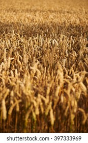 Field of wheat