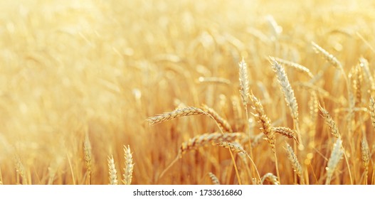 Field of wheat at autumn. Rural landscape. Ripe wheat on field. Cereal crop in sunlight. Rich harvest concept. Banner with copy space. Selective focus.  - Shutterstock ID 1733616860