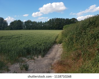 Field Of Wheat In Burwell Cambridgeshire