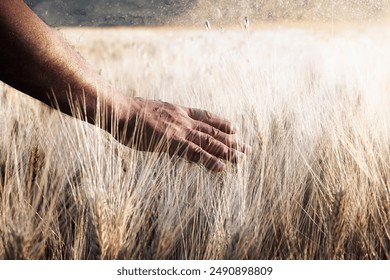 Field of wheat cultivated, and one hand caresses the stems of wheat in backlight. - Powered by Shutterstock