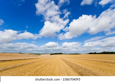 Field Of Wheat During Harvest With Blue Sky - Powered by Shutterstock