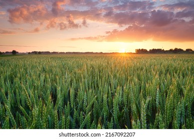A field of wheat during sunset. Landscape in the summertime. Agriculture and the cultivation of crops. Bright sky during sundown. - Shutterstock ID 2167092207