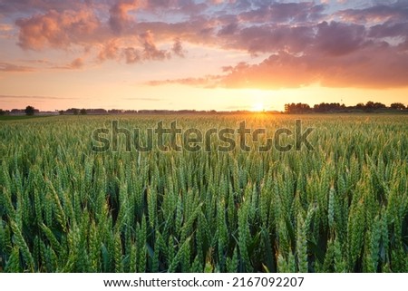 A field of wheat during sunset. Landscape in the summertime. Agriculture and the cultivation of crops. Bright sky during sundown.