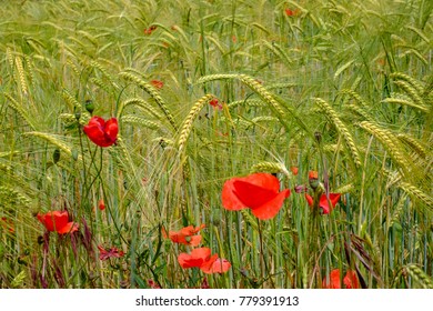 Champs De Ble Coquelicot Images Photos Et Images Vectorielles De Stock Shutterstock