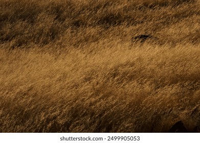 Field of wheat moving in the breeze - Powered by Shutterstock