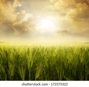 Field of wheat over blue sky 