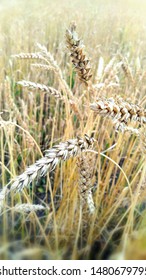 Field Of Wheat, Screensaver For Your Phone