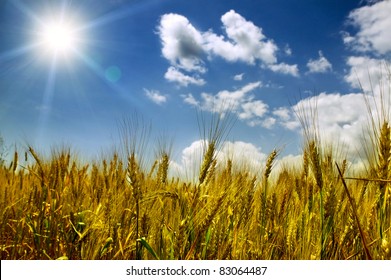 field of wheat sunlit