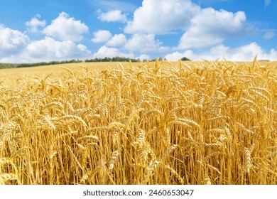 Field of wheat in sunny day. Close up of ripening wheat ears. Crops field. Rural landscape - Powered by Shutterstock