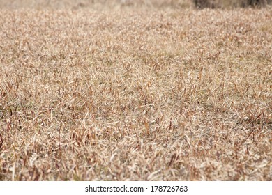 Field Where Grass Is Dead In Winter