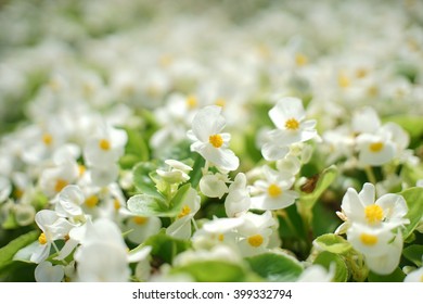 Field Of White Begonia Flowers