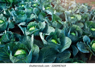 Field With White Cabbage At The Farm, Sunset.