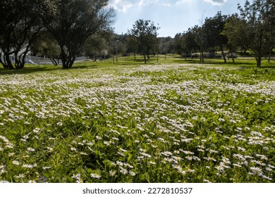 Field of white daisy flowers in the park of Palma de Mallorca.