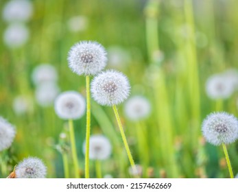 Field with white dandelion flowers. Meadow of white dandelions. Summer Dandelion field. Spring background with white dandelions. Seeds. Fluffy dandelion flower against background of summer landscape.