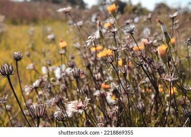 Field with white dandelion flowers. Meadow of white dandelions. Autumn field of dandelions. Autumn background with white dandelions. Seeds. Fluffy dandelion flower background image