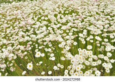 A Field Of White Everlasting Daisies