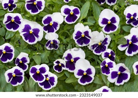 A field of white and Purple pansy flowers with yellow centers surrounded by green leaves.