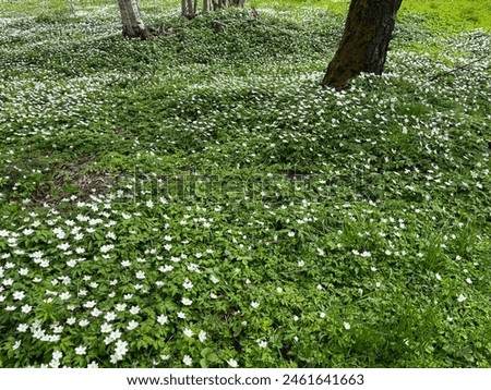 Similar – Waldstück Umwelt Natur