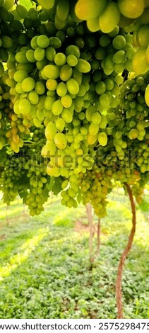 Similar – Image, Stock Photo colorful | are already the forests