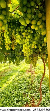 Similar – Image, Stock Photo colorful | are already the forests