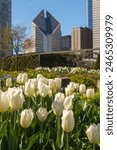 A field of white tulips in front of a city skyline. The flowers are in full bloom and the cityscape in the background is tall and modern. Concept of beauty and tranquility