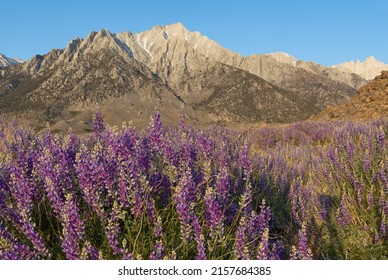 Field of wild blue lupine flowers in front of the Eastern Sierra mountains