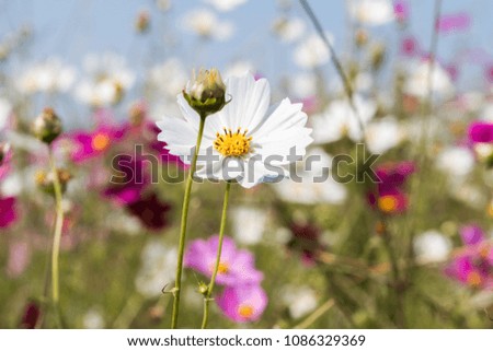 Similar – Once upon a time; flowers and grasses of a flower meadow