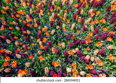 field of wild flowers.