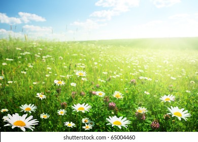 Field Of Wild Flowers