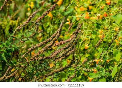 Field Of  Wild Flowers With Jewel Weed 