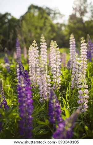 The field of wild multicolored lupinus flowers on sunny day