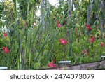 A field of wild Scarlet Hibiscus at  Oakland Nature Preserve, Florida.