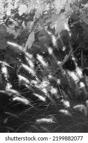 A Field Of Wild Wheat Grass Growing In The Meadow In A Black And White Monochrome.