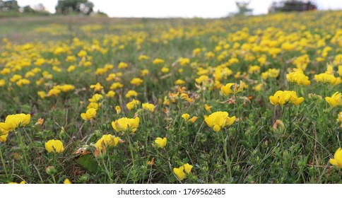 Field Of Wildflowers Birdsfoot Trefoil