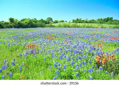 930 Bluebonnets And Indian Paintbrush Images, Stock Photos & Vectors 