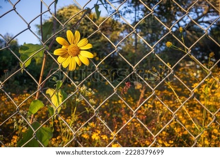 A field of wildflowers with a yellow daisy poking his head through a chainlink fence at golden hour in rural Mazamitla, Jalisco - Mexico. November 2022
