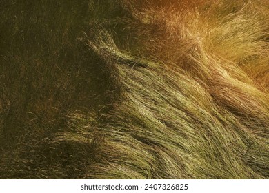 Field of windswept, wild grasses in summer, close up of long grass, overhead view. - Powered by Shutterstock