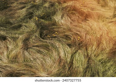 Field of windswept, wild grasses in summer, close up of long grass, overhead view. - Powered by Shutterstock