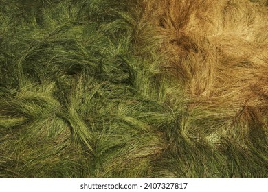 Field of windswept, wild grasses in summer, close up of long grass, overhead view. - Powered by Shutterstock