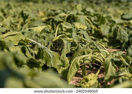 a field with withered beets during heat and drought, a field where the beet crop dries up from the heat and lack of rains in summer