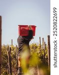 A field worker carrying a red basket full of harvested grapes on their shoulder, walking through the vineyards during the grape harvest. The scene is framed by vineyard rows and a clear sky.