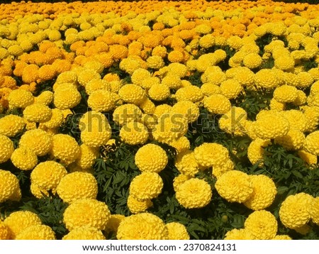 The field of the yellow blossom beautiful marigold.